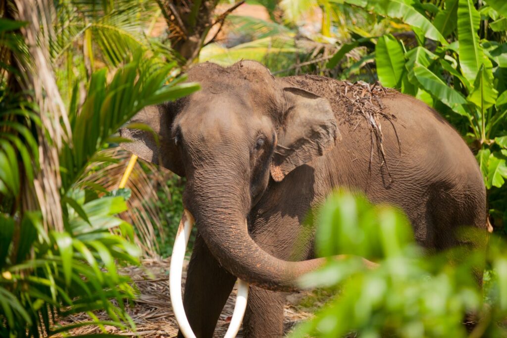 The current image has no alternative text. The file name is: best-elephant-sanctuary-koh-samui.jpg